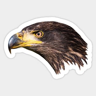 Close-up of an immature American bald eagle Sticker